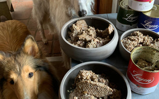 Was gesunde Hunde brauchen