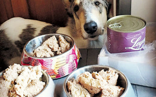 10 Mythen über Hundeernährung