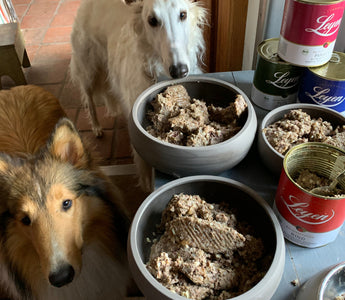 Was gesunde Hunde brauchen