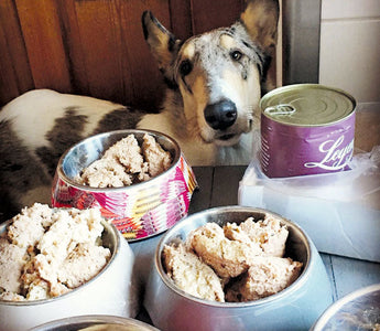 10 Mythen über Hundeernährung