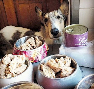 10 Mythen über Hundeernährung